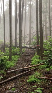 3C2C9299-607B-4C20-AE7A-0569F90982F0.jpeg